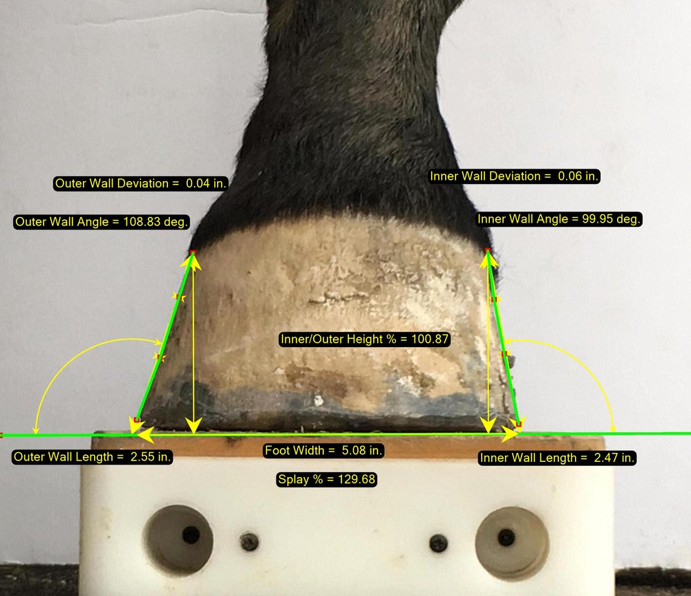 Mediciones fotográficas DP - Software veterinario en herradura y equinos