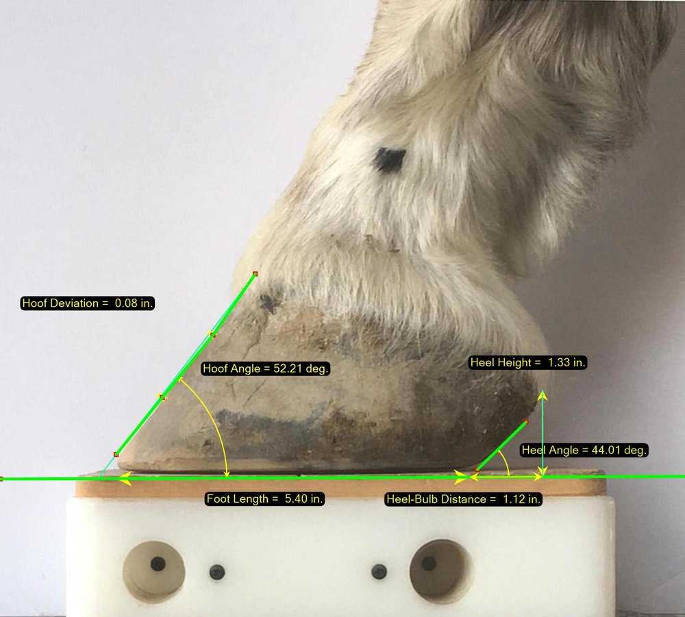 Mediciones fotográficas laterales Software veterinario en herradura y equinos